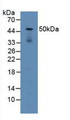 Western Blot; Sample: Mouse Lung Tissue.