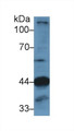 Western Blot; Sample: Mouse Skeletal muscle lysate; Primary Ab: 1µg/ml Rabbit Anti-Human LAMP2 Antibody Second Ab: 0.2µg/mL HRP-Linked Caprine Anti-Rabbit IgG Polyclonal Antibody