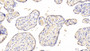 DAB staining on IHC-P; Samples: Human Placenta Tissue; Primary Ab: 20μg/ml Rabbit Anti-Human LAMP2 Antibody Second Ab: 2µg/mL HRP-Linked Caprine Anti-Rabbit IgG Polyclonal Antibody