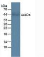 Western Blot; Sample: Human Serum.