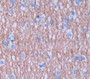 Relaxin/Insulin Like Family Peptide Receptor 1 (Rxfp1) Polyclonal Antibody, Cat#CAU25903