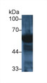 Western Blot; Sample: Human Saliva; Primary Ab: 1µg/ml Rabbit Anti-Mouse AMY2 Antibody Second Ab: 0.2µg/mL HRP-Linked Caprine Anti-Rabbit IgG Polyclonal Antibody