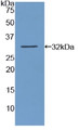 Western Blot; Sample: Recombinant AMY2, Human.