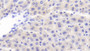 DAB staining on IHC-P; Samples: Rat Liver Tissue; Primary Ab: 20μg/ml Rabbit Anti-Rat PL Antibody Second Ab: 2µg/mL HRP-Linked Caprine Anti-Rabbit IgG Polyclonal Antibody