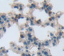 Early Growth Response Protein 2 (Egr2) Polyclonal Antibody, Cat#CAU25912