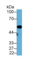 Western Blot; Sample: Mouse Placenta lysate; Primary Ab: 2µg/mL Rabbit Anti-Mouse NNE Antibody Second Ab: 0.2µg/mL HRP-Linked Caprine Anti-Rabbit IgG Polyclonal Antibody 