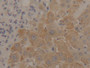 DAB staining on IHC-P; Samples: Mouse Liver Tissue; Primary Ab: 20µg/ml Rabbit Anti-Mouse NNE Antibody Second Ab: 2µg/mL HRP-Linked Caprine Anti-Rabbit IgG Polyclonal Antibody