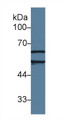 Western Blot; Sample: Human Jurkat cell lysate; Primary Ab: 1µg/ml Rabbit Anti-Rat AchE Antibody Second Ab: 0.2µg/mL HRP-Linked Caprine Anti-Rabbit IgG Polyclonal Antibody