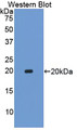 Western Blot; Sample: Recombinant protein.