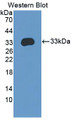 Western Blot; Sample: Recombinant protein.