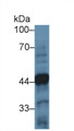 Western Blot; Sample: Mouse Cerebellum lysate; Primary Ab: 2µg/ml Rabbit Anti-Human TH Antibody Second Ab: 0.2µg/mL HRP-Linked Caprine Anti-Rabbit IgG Polyclonal Antibody