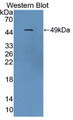 Western Blot; Sample: Recombinant protein.