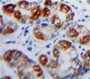 Used in DAB staining on fromalin fixed paraffin-embedded Stomach tissue