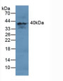 Western Blot; Sample: Human Brain Tissue.