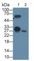 Western Blot; Sample: Lane1: Rat Serum; Lane2: Rat Lung lysate;; Primary Ab: 1µg/mL Rabbit Anti-Rat PR3 Antibody; Second Ab: 0.2µg/mL HRP-Linked Caprine Anti-Rabbit IgG Polyclonal Antibody;