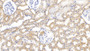 DAB staining on IHC-P; Samples: Rat Kidney Tissue; Primary Ab: 30µg/ml Rabbit Anti-Rat PR3 Antibody Second Ab: 2µg/mL HRP-Linked Caprine Anti-Rabbit IgG Polyclonal Antibody