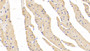 DAB staining on IHC-P; Samples: Mouse Cardiac Muscle Tissue;  Primary Ab: 20μg/ml Rabbit Anti-Mouse MSE Antibody Second Ab: 2µg/mL HRP-Linked Caprine Anti-Rabbit IgG Polyclonal Antibody 
