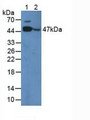 Western Blot; Sample: Lane1: Gallus Muscle Tissue; Lane2: Gallus Brain Tissue.