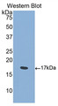 Western Blot; Sample: Recombinant protein.