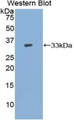 Western Blot; Sample: Recombinant protein.