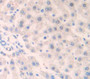 Interferon Alpha/Beta Receptor 1 (Ifna/Br1) Polyclonal Antibody, Cat#CAU25962