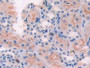 DAB staining on IHC-P; Samples: Mouse Kidney Tissue.