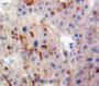 Used in DAB staining on fromalin fixed paraffin-embedded Liver tissue