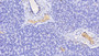 DAB staining on IHC-P; Samples: Human Pancreas Tissue; Primary Ab: 20μg/ml Rabbit Anti-Simian HB Antibody Second Ab: 2µg/mL HRP-Linked Caprine Anti-Rabbit IgG Polyclonal Antibody