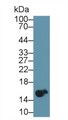 Western Blot; Sample: Rat Blood Cells lysate; ; Primary Ab: 1µg/ml Rabbit Anti-Rat HB Antibody; Second Ab: 0.2µg/mL HRP-Linked Caprine Anti-Rabbit IgG Polyclonal Antibody;