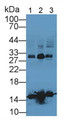 Western Blot; Sample: Lane1: Porcine Blood cell lysate; Lane2: Porcine Liver lysate; Primary Ab: 2µg/mL Rabbit Anti-Porcine hemoglobin Antibody; Second Ab: 0.2µg/mL HRP-Linked Caprine Anti-Rabbit IgG Polyclonal Antibody;