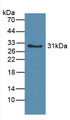 Western Blot; Sample: Recombinant hemoglobin, Canine.