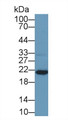 Western Blot; Sample: K562 cell lysate; Primary Ab: 2μg/ml Rabbit Anti-Human KLRD1 Antibody; Second Ab: 0.2µg/mL HRP-Linked Caprine Anti-Rabbit IgG Polyclonal Antibody;