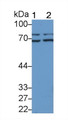 Western Blot; Sample: Lane1: HepG2 cell lysate; Lane2: Hela cell lysate; Primary Ab: 2μg/ml Rabbit Anti-Mouse LBP Antibody; Second Ab: 0.2µg/mL HRP-Linked Caprine Anti-Rabbit IgG Polyclonal Antibody;