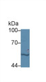 Western Blot; Sample: Human Jurkat cell lysate; Primary Ab: 5µg/ml Rabbit Anti-Bovine LBP Antibody Second Ab: 0.2µg/mL HRP-Linked Caprine Anti-Rabbit IgG Polyclonal Antibody