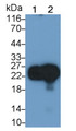 Western Blot; Sample: Recombinant protein.