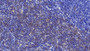 DAB staining on IHC-P; Samples: Mouse Spleen Tissue; Primary Ab: 20µg/ml Rabbit Anti-Mouse Thy1 Antibody Second Ab: 2µg/mL HRP-Linked Caprine Anti-Rabbit IgG Polyclonal Antibody