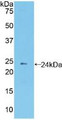 Western Blot; Sample: Recombinant PCDHb2, Mouse.