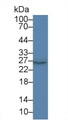 Western Blot; Sample: Rat Cerebrum lysate; Primary Ab: 2µg/ml Rabbit Anti-Mouse PAFAH1B3 Antibody Second Ab: 0.2µg/mL HRP-Linked Caprine Anti-Rabbit IgG Polyclonal Antibody