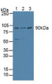 Western Blot; Sample: Lane1: Human Hela Cells; Lane2: Human MCF-7 Cells; Lane3: Human Jurkat Cells.