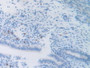DAB staining on IHC-P; Samples: Mouse Uterus Tissue.