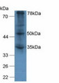 Western Blot; Sample: Human A375 Cells.