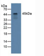 Western Blot; Sample: Mouse Heart Tissue.