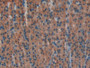 DAB staining on IHC-P; Samples: Rat Stomach Tissue; Primary Ab: 10µg/ml Rabbit Anti-Rat LDHA Antibody Second Ab: 2µg/mL HRP-Linked Caprine Anti-Rabbit IgG Polyclonal Antibody