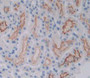 Figure. DAB staining on IHC-P; Samples: Rat Kidney Tissue.