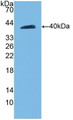 Western Blot; Sample: Recombinant CDH5, Rat.