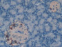 DAB staining on IHC-P; Samples: Rat Pancreas Tissue; Primary Ab: 20µg/ml Rabbit Anti-Rat CDH5 Antibody Second Ab: 2µg/mL HRP-Linked Caprine Anti-Rabbit IgG Polyclonal Antibody
