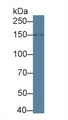 Western Blot; Sample: Human 293T cell lysate; Primary Ab: 1µg/ml Rabbit Anti-Mouse ASK1 Antibody Second Ab: 0.2µg/mL HRP-Linked Caprine Anti-Rabbit IgG Polyclonal Antibody