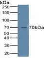 Western Blot; Sample: Human Placenta Tissue.