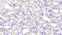 DAB staining on IHC-P; Samples: Mouse Kidney Tissue;  Primary Ab: 20μg/ml Rabbit Anti-Mouse MPG1 Antibody Second Ab: 2µg/mL HRP-Linked Caprine Anti-Rabbit IgG Polyclonal Antibody 