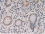 DAB staining on IHC-P; Samples: Human Stomach Tissue.